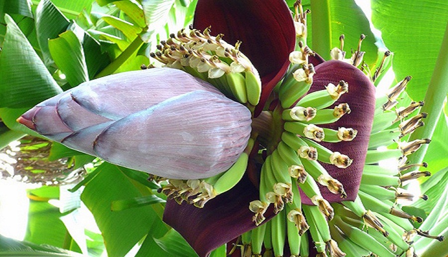 All About Banana Flower,10th Anniversary Gifts For Him